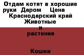 Отдам котят в хорошие руки. Даром. › Цена ­ 1 - Краснодарский край Животные и растения » Кошки   